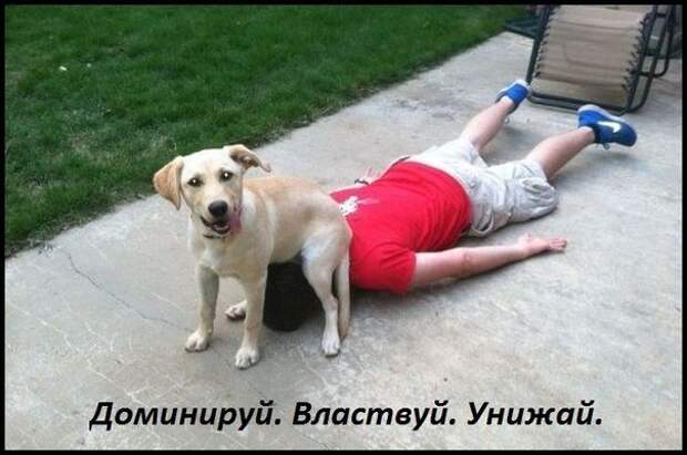 Доминируй, властвуй...