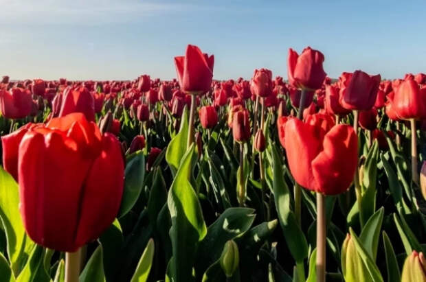 Эксперт Татаренко посоветовала не сажать весной тюльпаны и лилии
