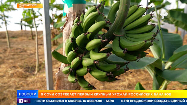 В Сочи созревает первый крупный урожай российских бананов