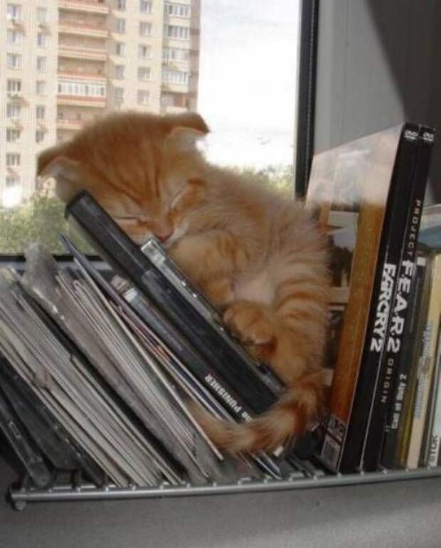 Котики которым все пофиг (12 фото)