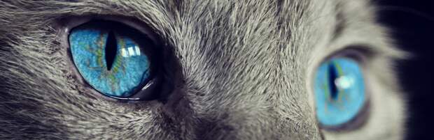 Спасатели Атырау сняли двух кошек с высоты