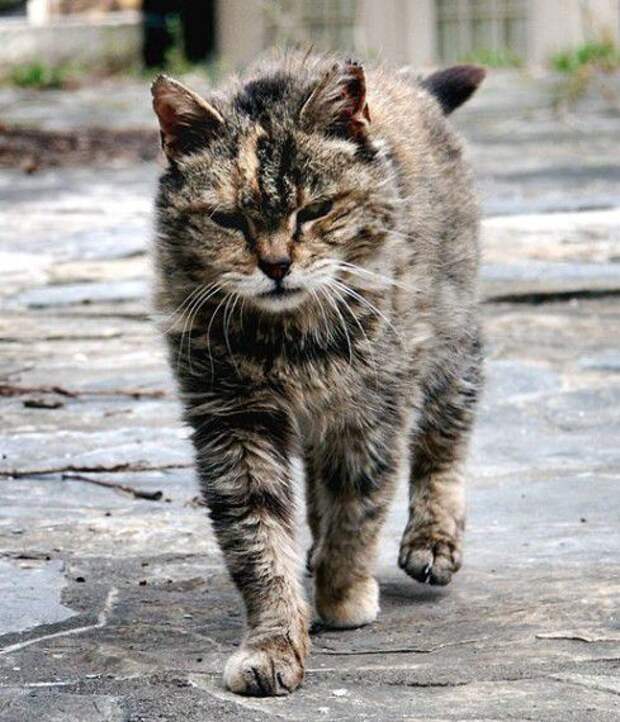 Боевые Коты... разное, животные