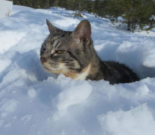 Снег - самый страшный кошмар любого кота. 10 фото, доказывающих это