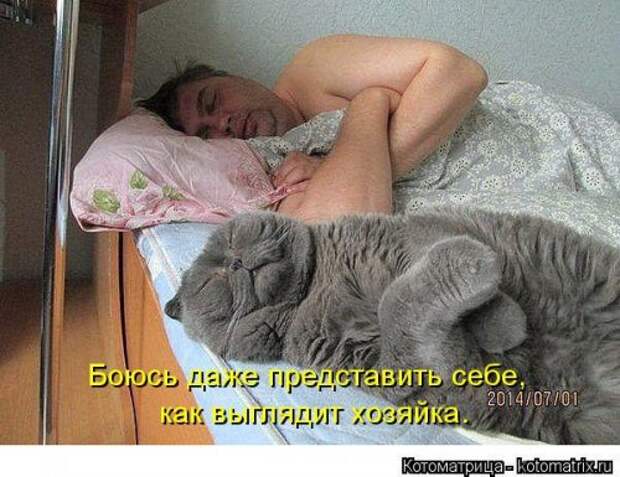 Лучшая котоматрица недели (35 фото)
