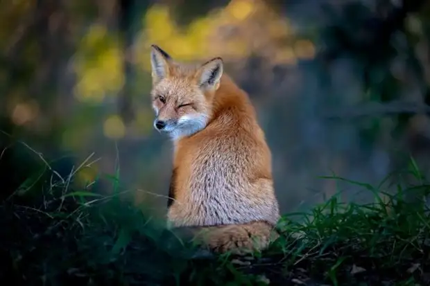 Самый позитивный конкурс по съемке животных Comedy Wildlife Photo Awards объявил победителей и финалистов 2022 года