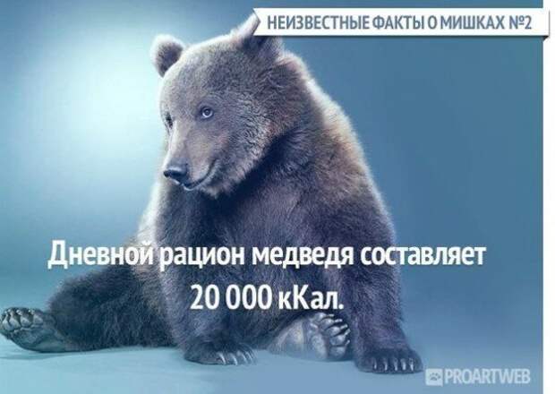 Неизвестные факты о мишках медведи, факты, фауна