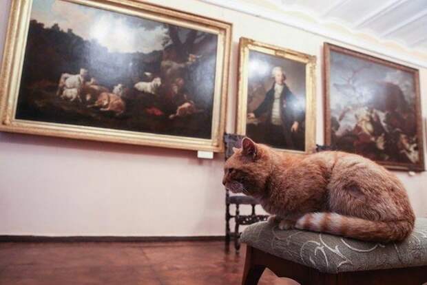 музей взял на работу кота, музей в России взял на работу кота, кот Марай