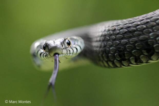 лучший фотограф дикой природы, Wildlife Photographer of the Year 2014 