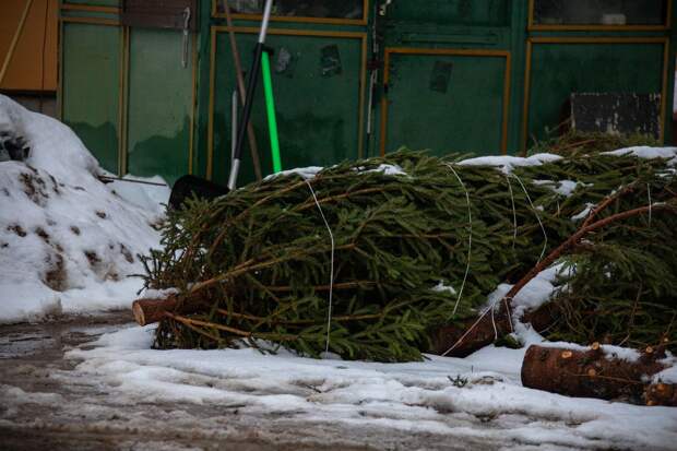 Эколог Лебедева рассказала о преимуществах живой новогодней елки перед искусственной