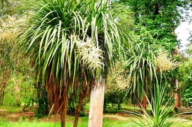 Необычное капустное дерево из Новой Зеландии зацвело в Сочи