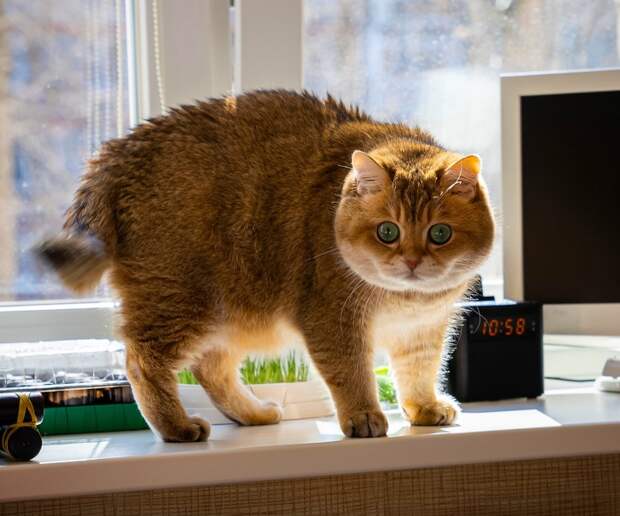 6 особенностей жизни с котом, о которых не догадываются даже опытные заводчики