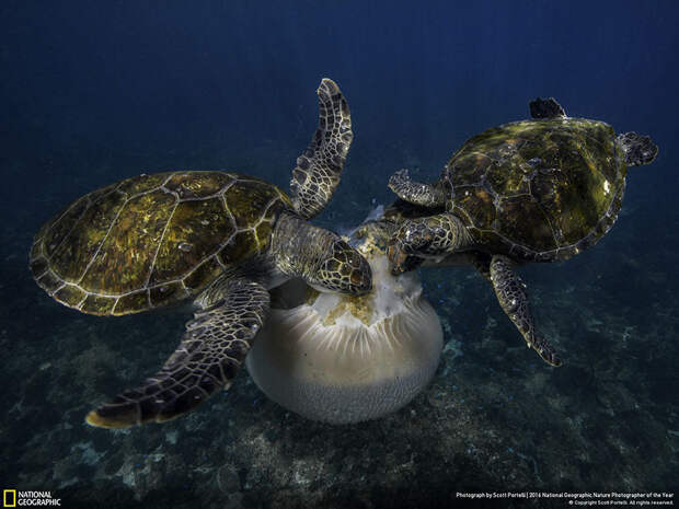 2016-national-geographic-nature-photographer-of-the-year-winners-4-584fb78c8183d__880
