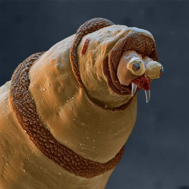 15udivitelnixsozdanii 1 15 удивительных созданий которых не разглядеть без микроскопа
