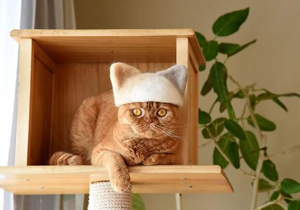 11 милых фото котиков в крутых шапочках, которые хозяин делает из их шерсти
