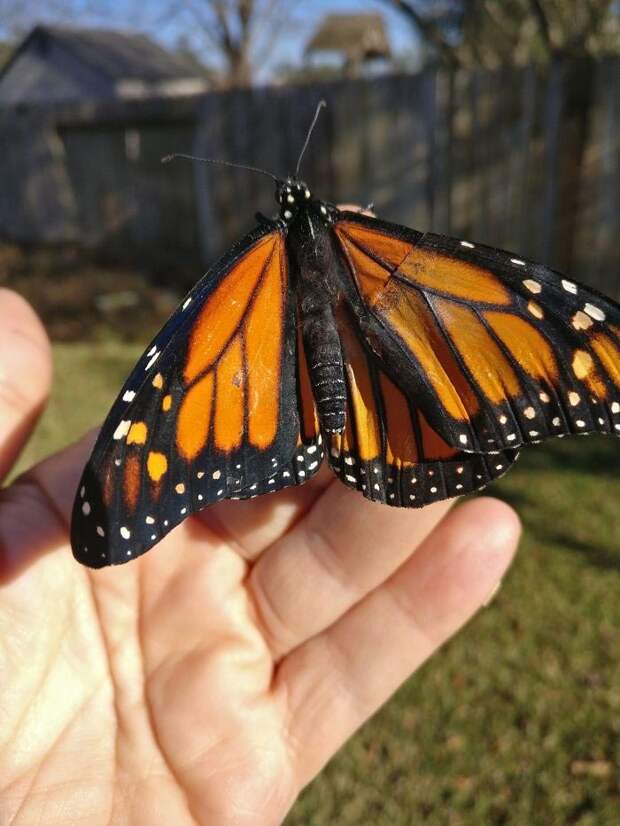 пересадка крыло бабочки, Трансплантация крыла бабочки, пересадила крыло бабочке, бабочка Монарх крыло