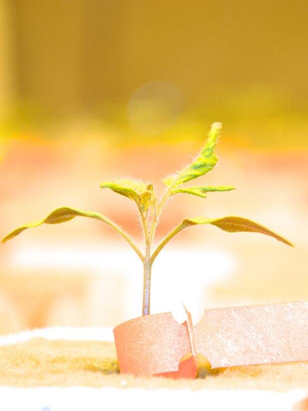 Bright lights: cross-breeding of wild and domesticated tomato varieties has created a hybrid that is capable of tolerating light 24 hours a day(Source: Aaron I Velez-Ramirez )