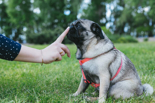 Женщина бросила обычную работу ради мопсов и спасла 3700 собак