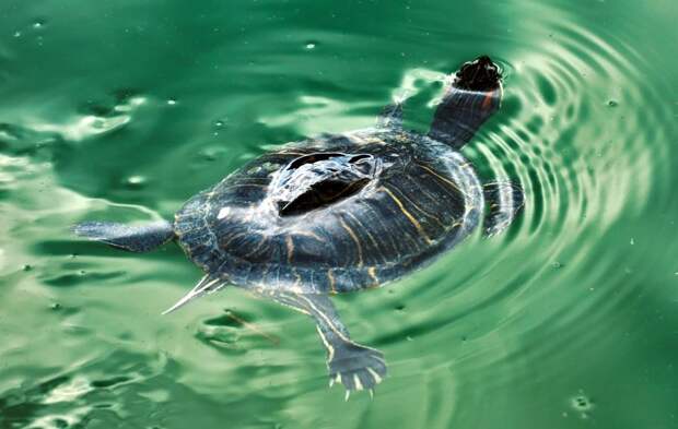 Озеро с черепахами во Владивостоке заливает кипятком из лопнувшей трубы