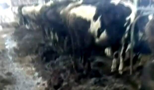 «Режут во дворе»: свердловчане жалуются на жестокое обращение с коровами на ферме
