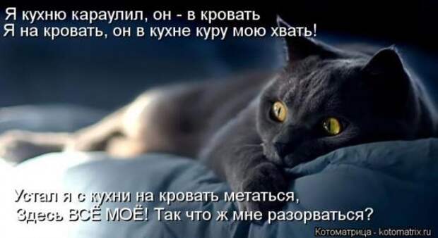 Котоматрицы (картинки с подписями)