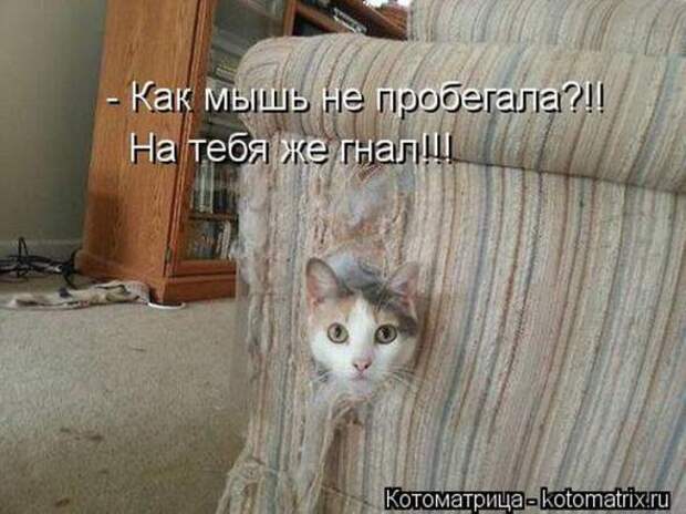 Котоматрицы (картинки с надписями)