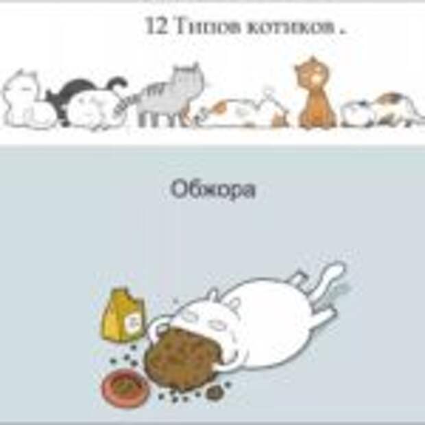 12 типов котов