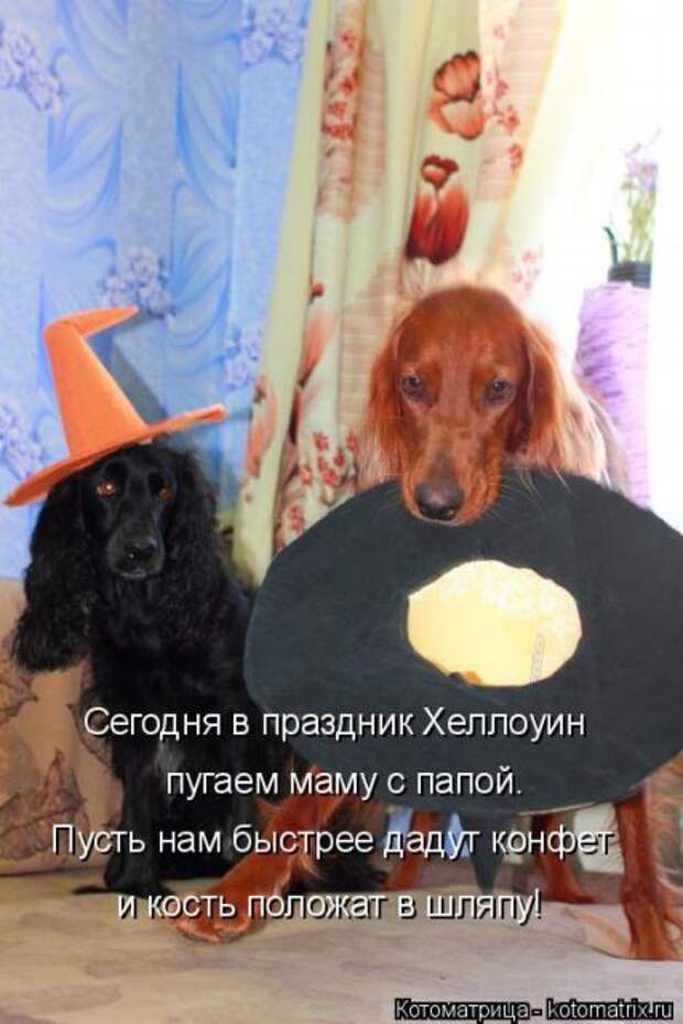 Лучшие котоматрицы недели (50 фото)