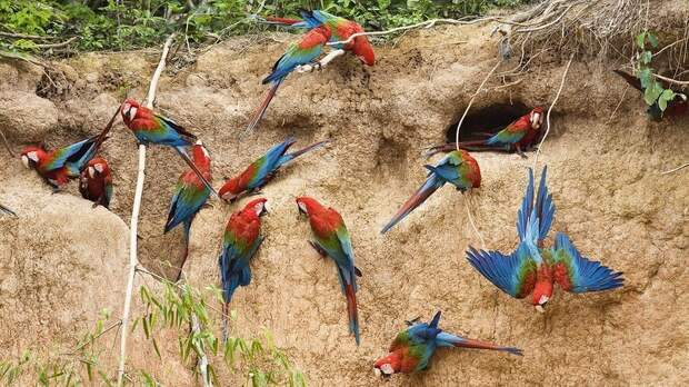 Amazonas33 Amazonas33 Большое фотопутешествие по лесам Амазонки