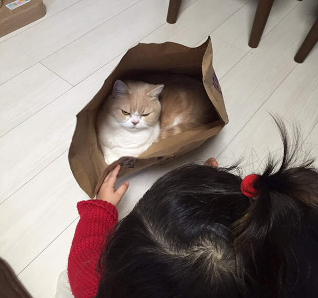 Без кота и жизнь не та