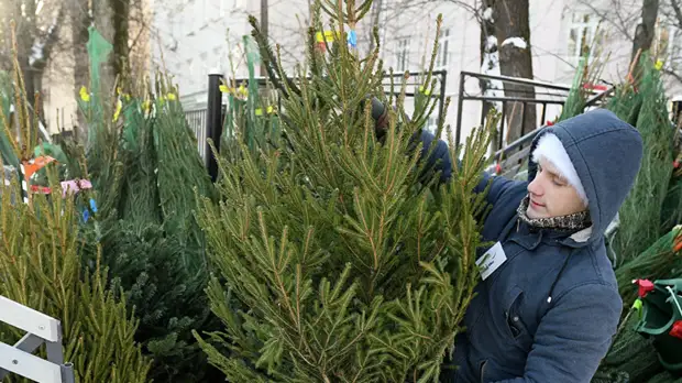 В Москве рассказали о низком спросе на живые ёлки