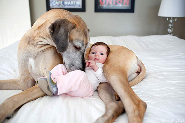 dogs-and-babies-10