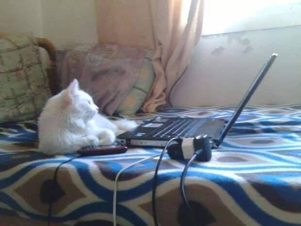 www.vsyako.net