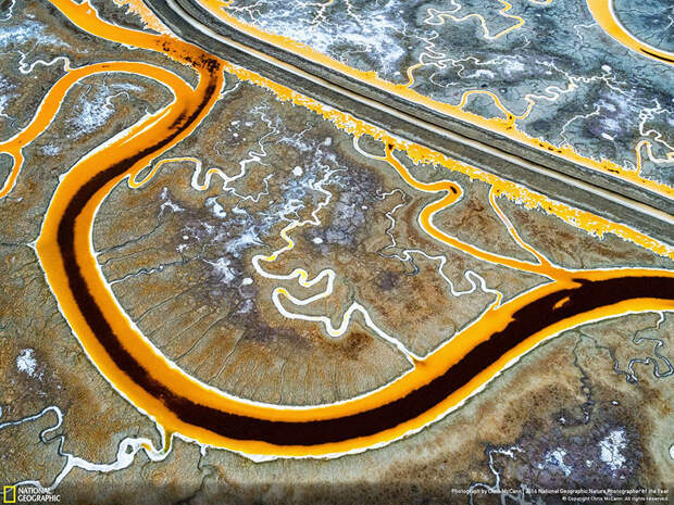 2016-national-geographic-nature-photographer-of-the-year-winners-15-584fb7a3535f1__880
