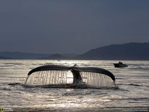 natgeocontest14 natgeocontest14 35 лучших фото животных на фотоконкурсе National Geographic Traveler