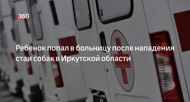 СК: бездомные собаки напали на мальчика в Шелехове, его доставили в больницу