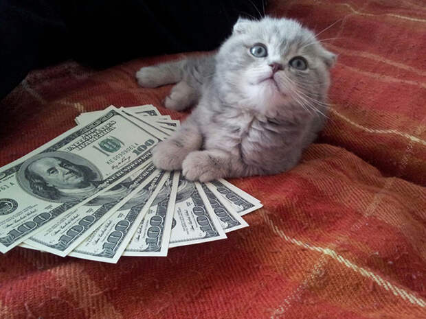 cats