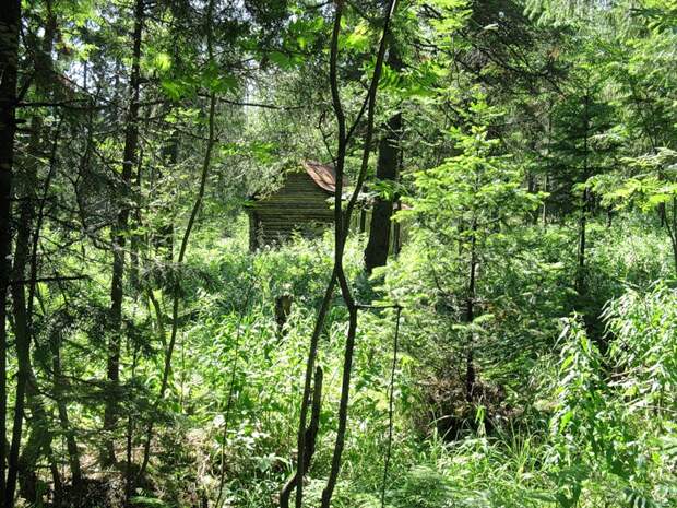 Избушка в лесу. Национальный парк Таганай. Урал. Фото