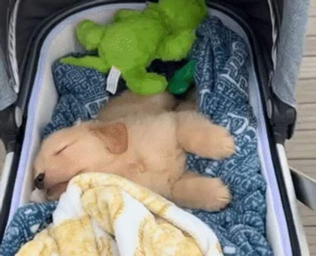 15+ человек, которые готовы со своих питомцев пылинки сдувать