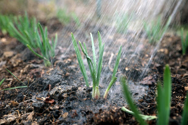 Дачников предупредили о наказании за использование химикатов