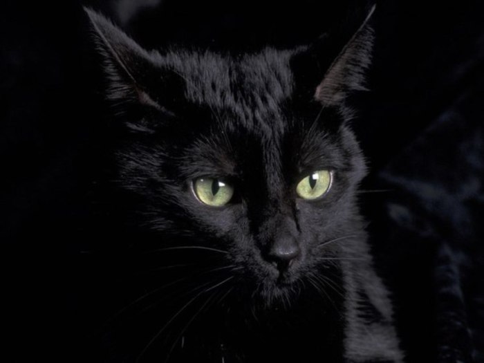 Кот.