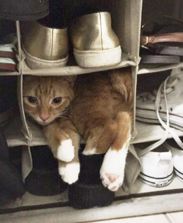 Кошки помещаются во всем