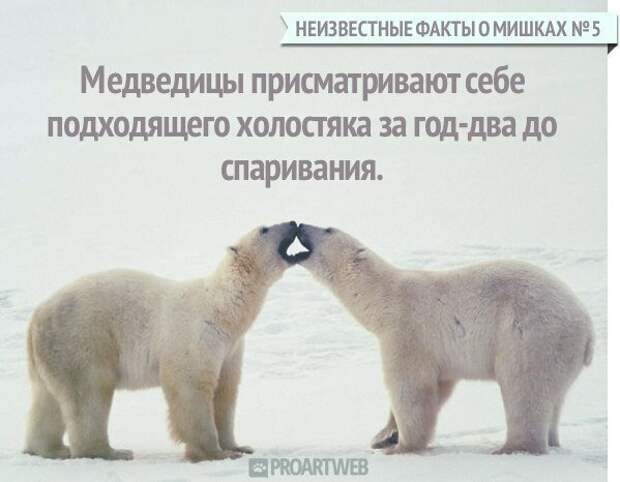 Неизвестные факты о мишках медведи, факты, фауна