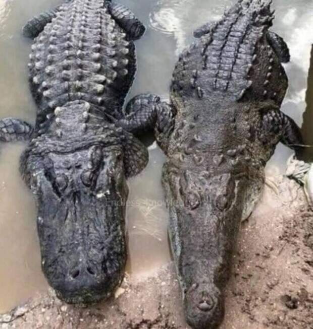 18. Разница между аллигатором (слева) и крокодилом (справа)