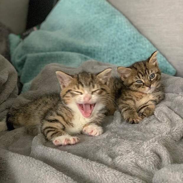 Котенок зевает