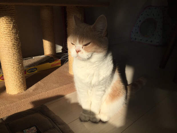 Без кота и жизнь не та