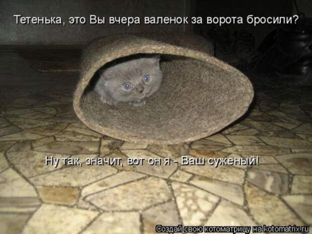 Веселая котоматрица