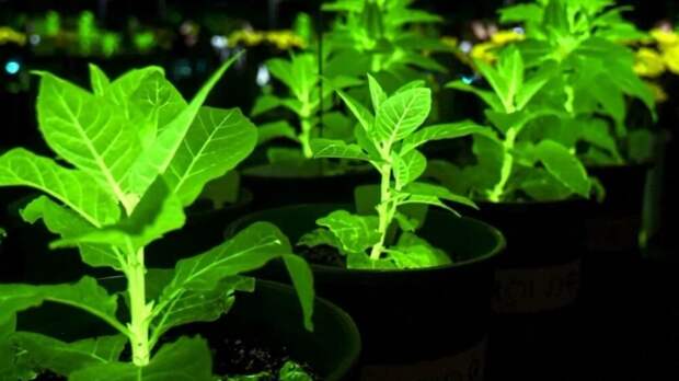 Фотосинтез вместо лампочки: китайские ученые решили освещать города светящимися цветами