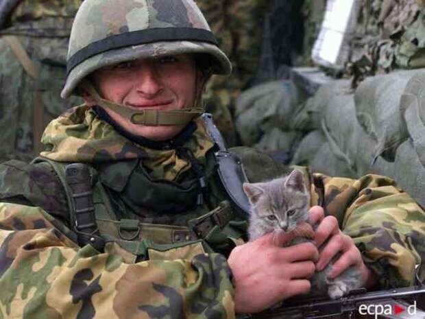 Боевые коты и кошки война, история, котики