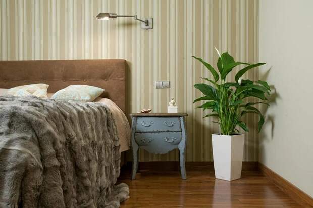 Комнатные растения делают комнату уютнее. / Фото: Zen.yandex.ru