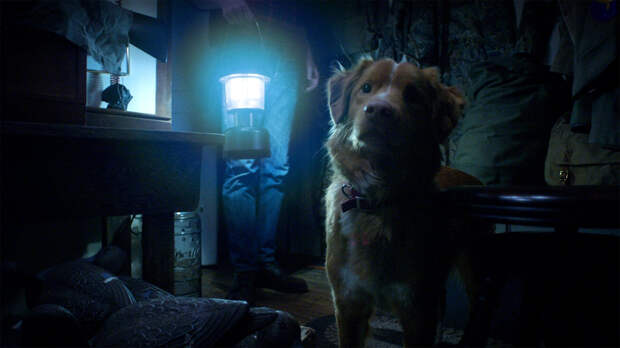 Кадр из фильма «Глазами пса»